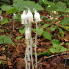 Indian pipe or ghost plant
