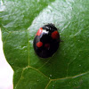 Two-spot ladybird