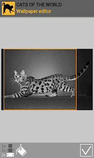 Cats of the world(圖6)-速報App