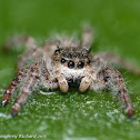 Jumping spider (female)