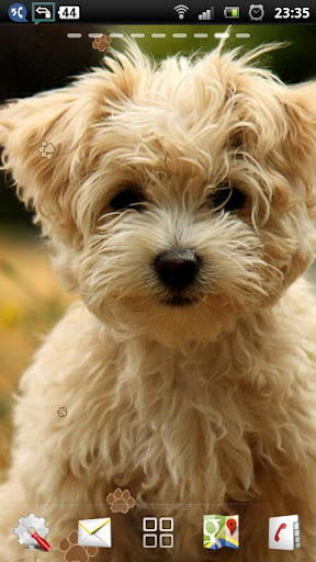 Cute Puppy Live Wallpaper