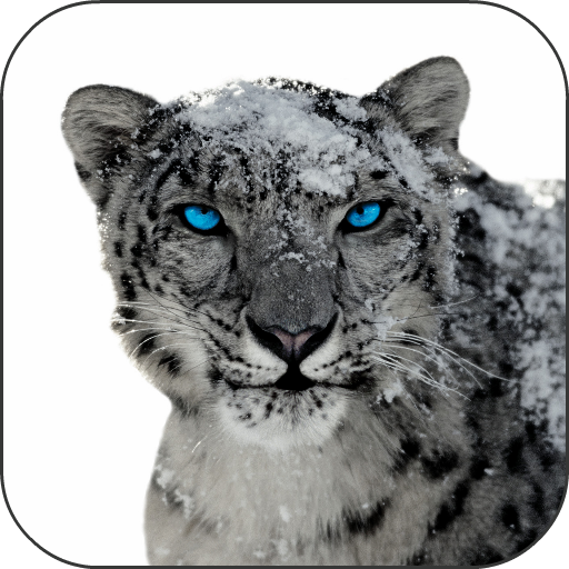 Snow Leopard Video Wallpapers 個人化 App LOGO-APP開箱王