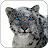 Snow Leopard Video Wallpapers APK - Download for Windows