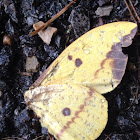 Imperial moth remains