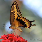 Giant Swallowtail