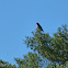 Gavião-carijó (Roadside Hawk)