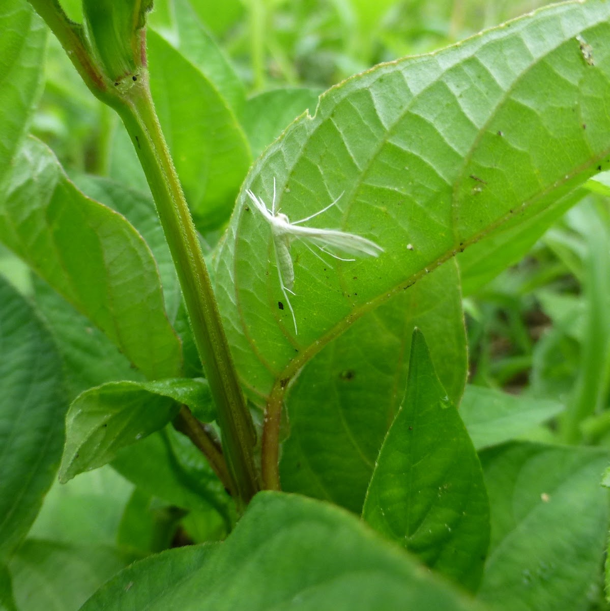 White Plume Moth