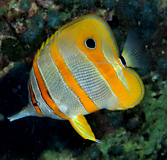 Copperband Butterflyfish Project Noah