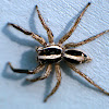 Jumpind Spider (Salticidae)
