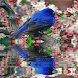 Dark Blue Bird Live Wallpaper
