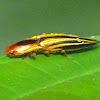 Parasitized semiotus click beetle