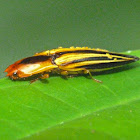 Parasitized semiotus click beetle