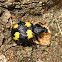 Yellow-spotted Ground Beetle