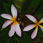 Frangipani pink