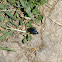 Ground beetle