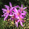 Autumn crocus