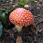 Fly Agaric