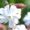 White Campion