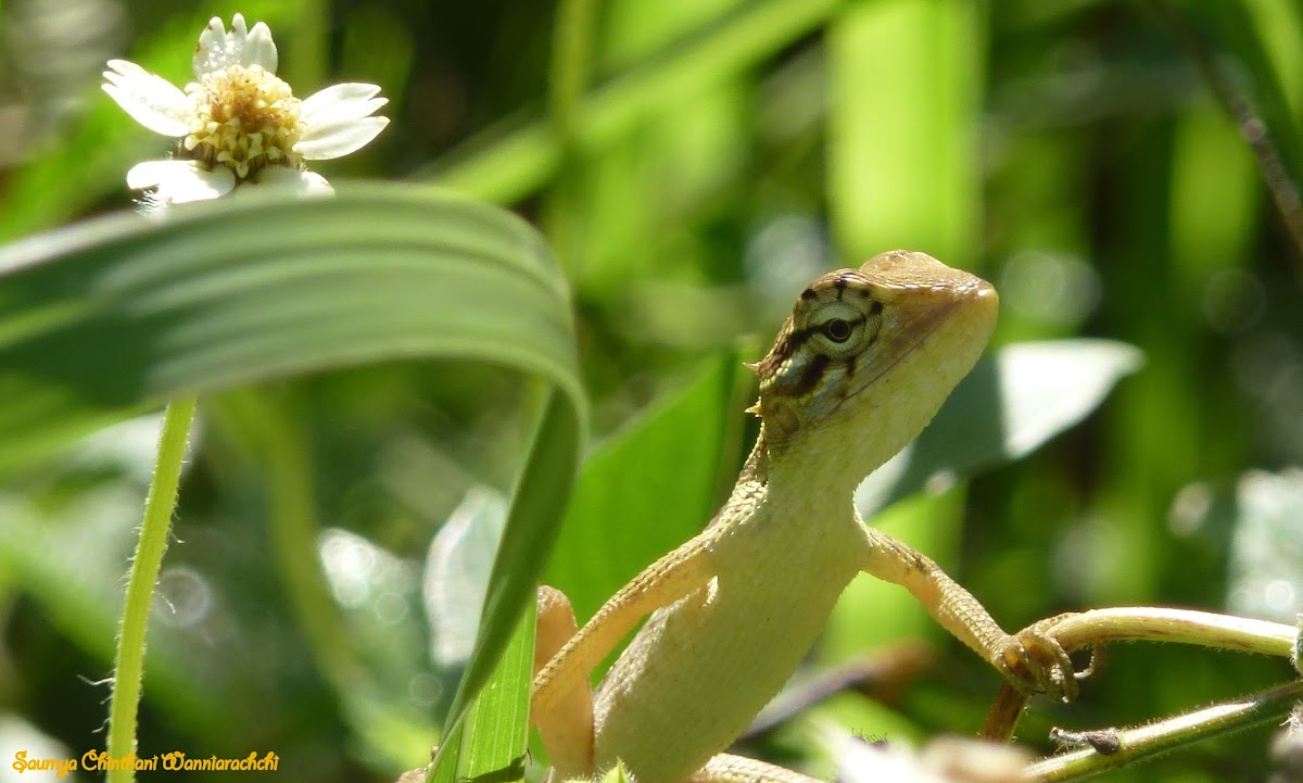 Oriental Garden  lizard (female )