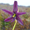 Tasmanian Purple Star