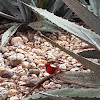 Northern cardinal