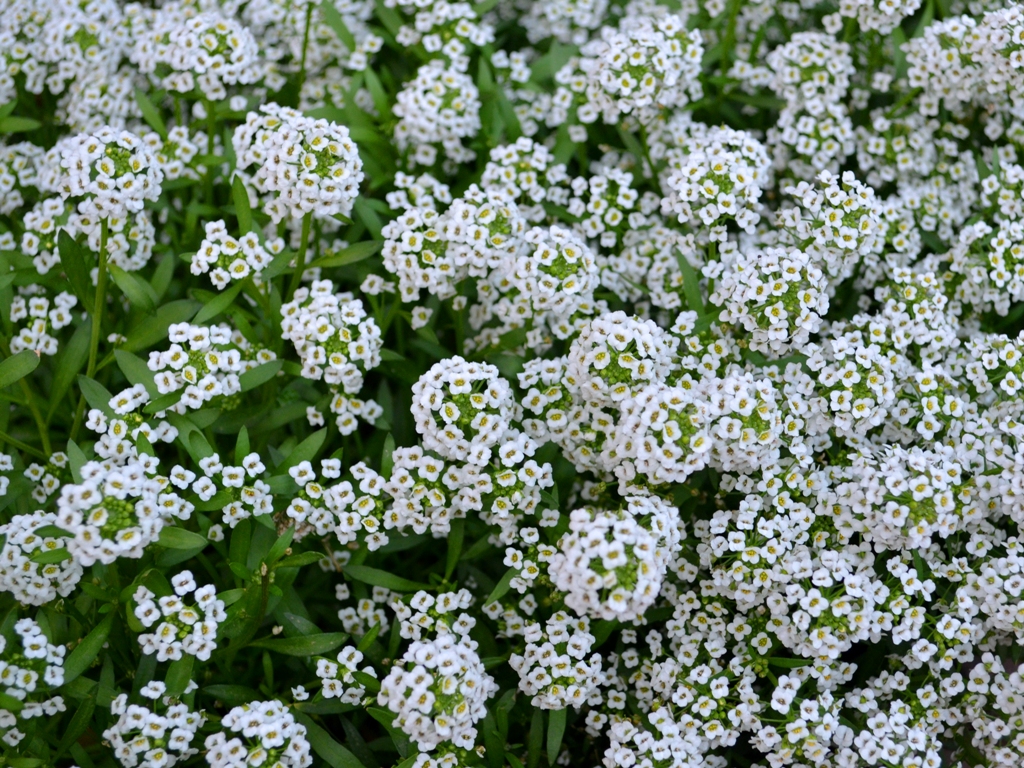 Sweet Alyssum Project Noah