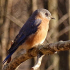Eastern bluebird (female)