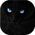 Black cats Live Wallpaper4.3