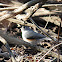tufted titmouse