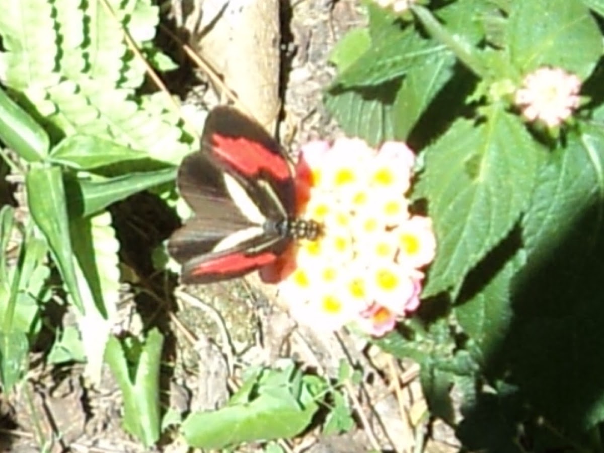 Ted Chestnut or Erato Longwing