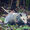 North American opossum