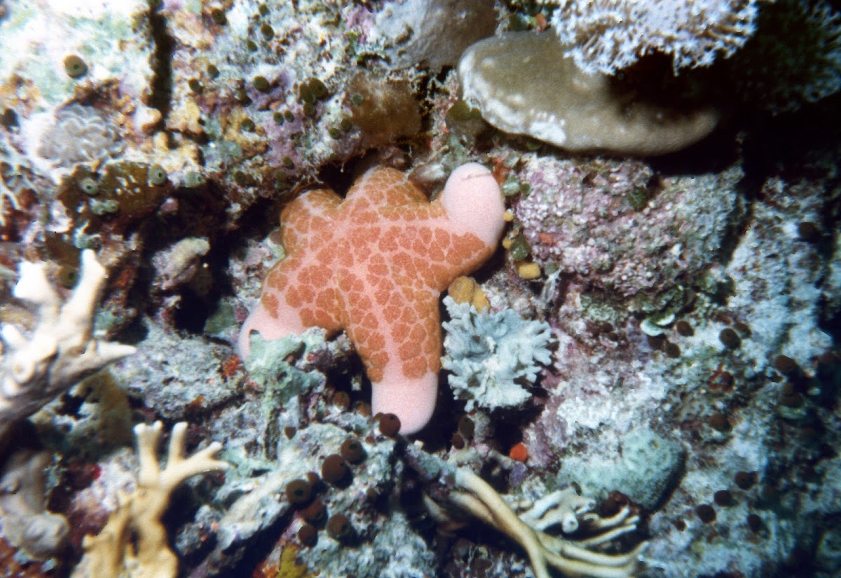 granulated sea star