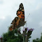 American Painted Lady