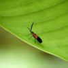 Netwing Beetle