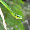 Culebra Voladora - Green Parrot Snake