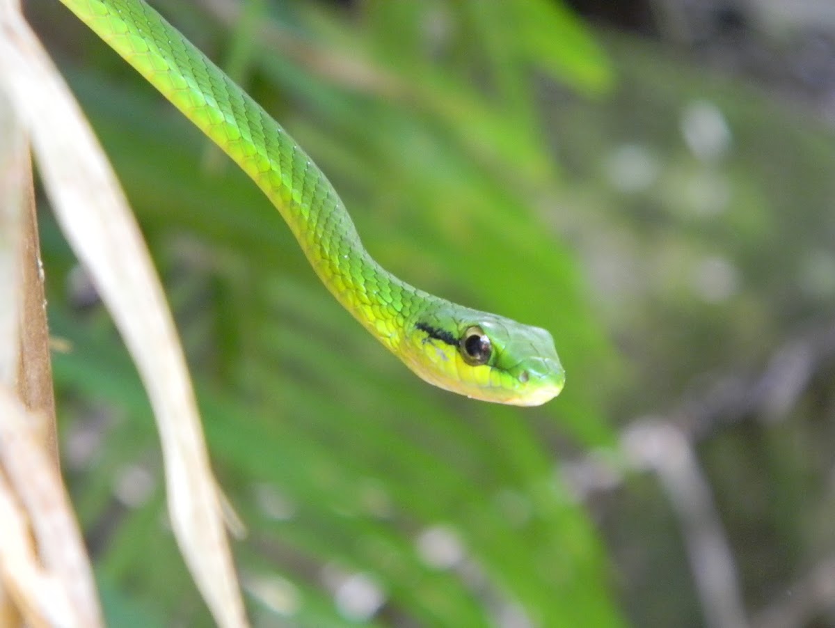 Culebra Voladora - Green Parrot Snake