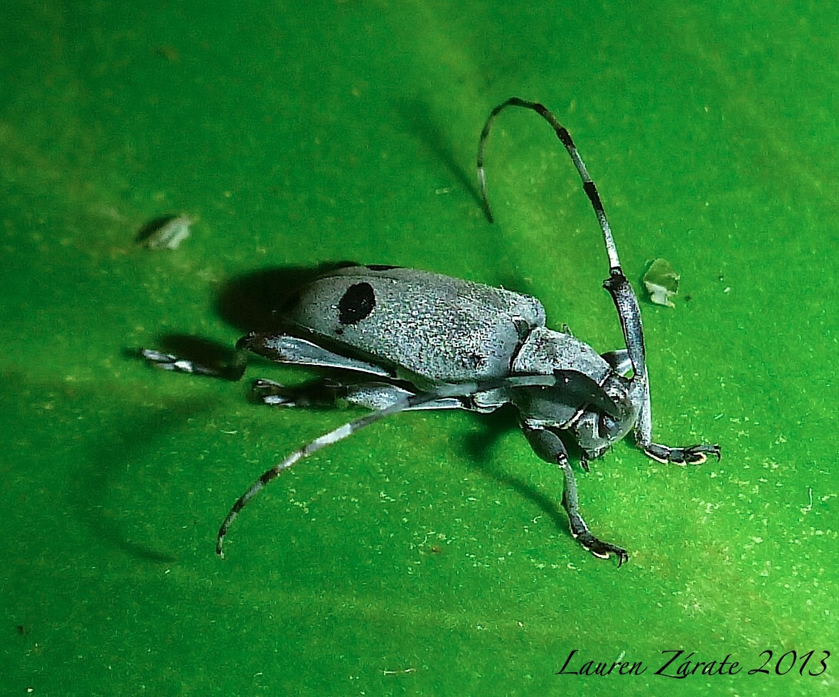Long-Horn Beetle