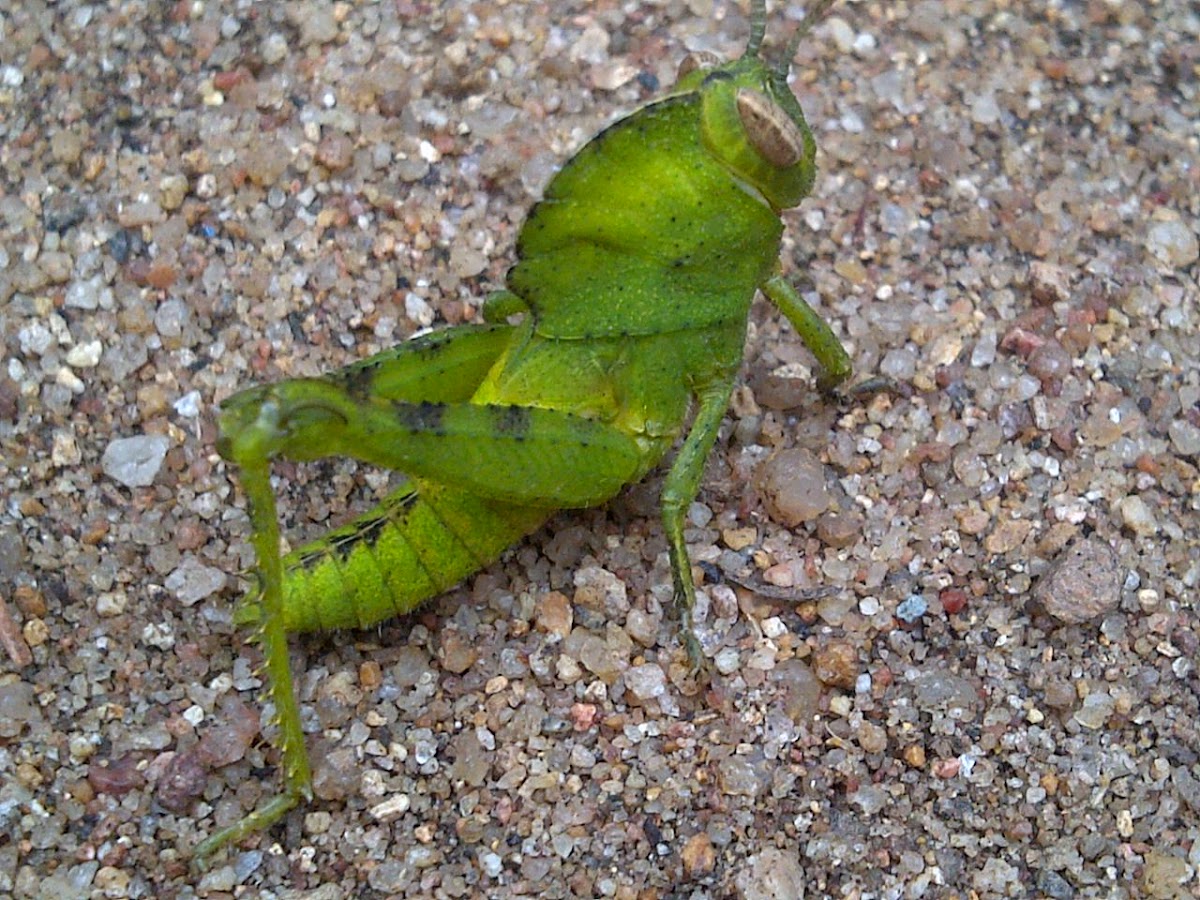 Green Tree Locust