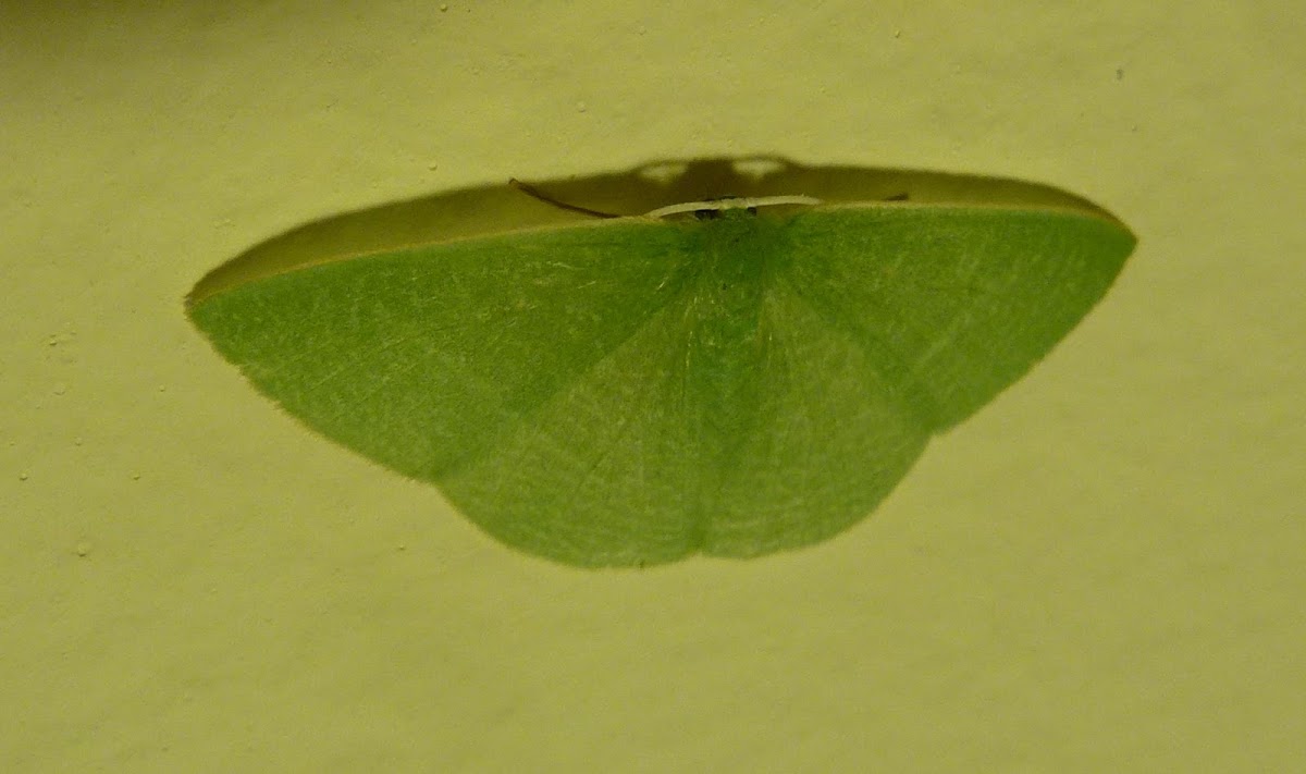 Unkonwn moth