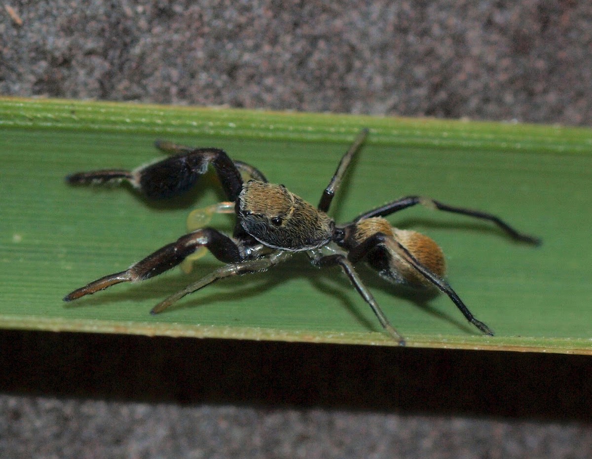 Golden Ant-mimicking Jumping Spider