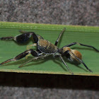 Golden Ant-mimicking Jumping Spider