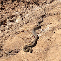 Terrestrial Garter Snake