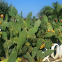 Fico d'India - prickly pear cactus