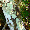 Broad lobed Foliose lichen