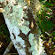 Broad lobed Foliose lichen
