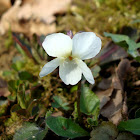 White Violet / Bijela Ljubičica