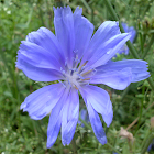 Chicory