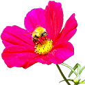 Flower Widget logo