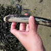 razor clam