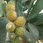 Indian fig/Cactusvijg